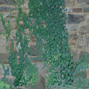 possible ivy wall
