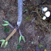 Feet and eggs