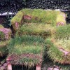 Revenge of the Lawn